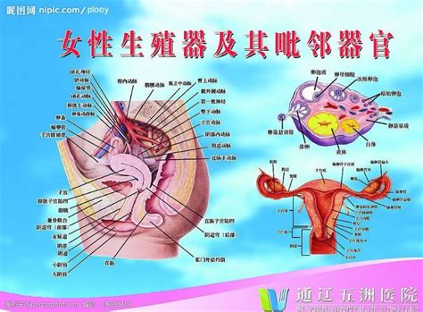 女人性器官|解剖学高清图谱 女性生殖系统